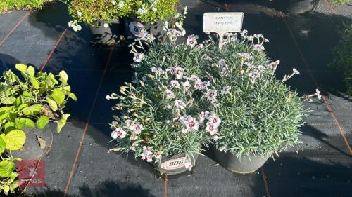 4 DIANTHUS 'STARRY EYES'