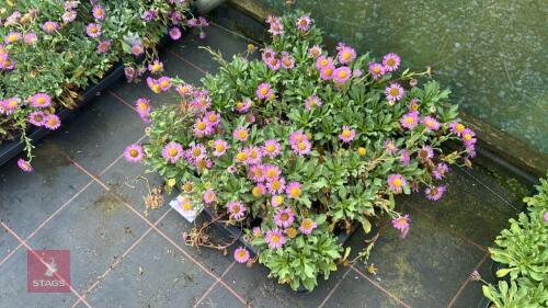 16 ERIGERON 'SEA BREEZE'