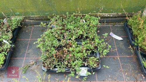 16 SCUTELLARIA 'ARCOBALENO'
