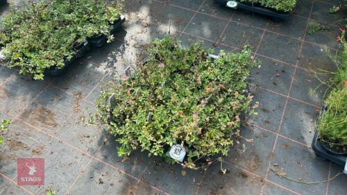16 SCUTELLARIA ARCOBALENO