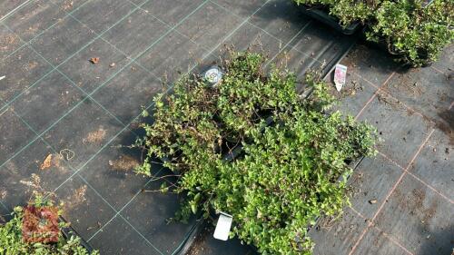 16 SCUTELLARIA ARCOBALENO