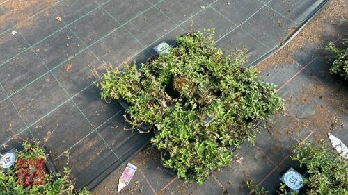 16 SCUTELLARIA ARCOBALENO