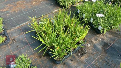 16 IRIS SETOSA DWARF FORM