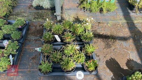 16 LEWISIA 'LITTLE SNOWBERRY'