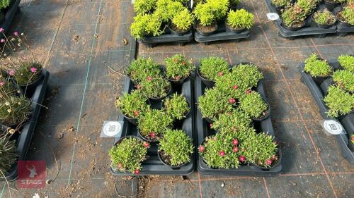 16 DELOSPERMA 'LUCKY RUBY RED'