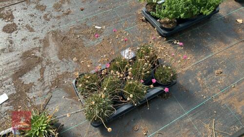 8 ARMERIA MARTIMA RUBRIFOLIA