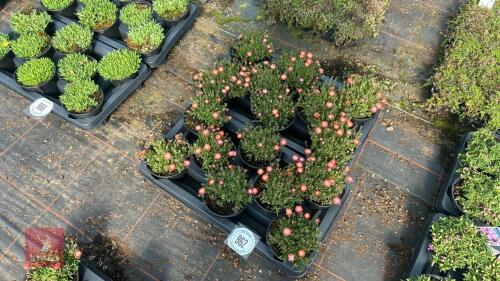 16 DELOSPERMA 'LUCKY RUBY RED'