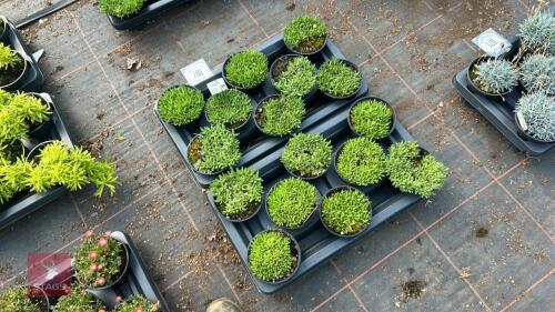 16 DELOSPERMA 'CONGESTUM'