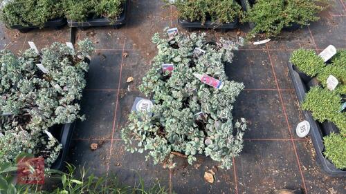 8 SEDUM 'LIDAKENSE'