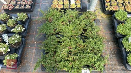 16 COTONEASTER CONGESTUS NANUS