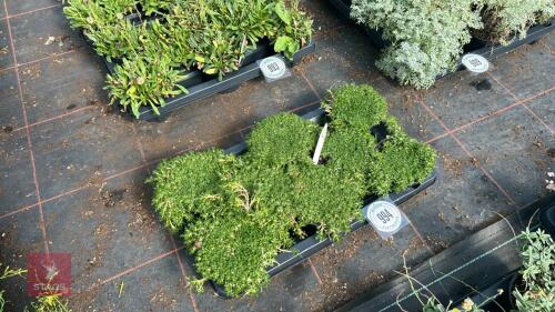 8 AZORELLA 'TRIFURCATA'