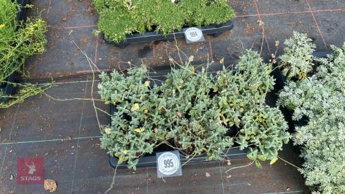 8 HELIANTHEMUM DOUBLE YELLOW