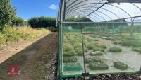 53' X 70' TWIN BAY NORTHERN POLYTUNNEL - 13
