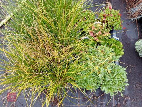 16 X 13CM POTS OF MIXED PLANTS
