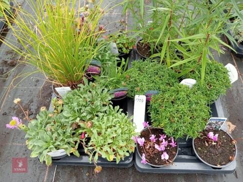 16 X 13CM POTS OF MIXED PLANTS