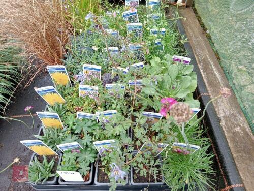 40 X 7CM POTS OF MIXED PLANTS
