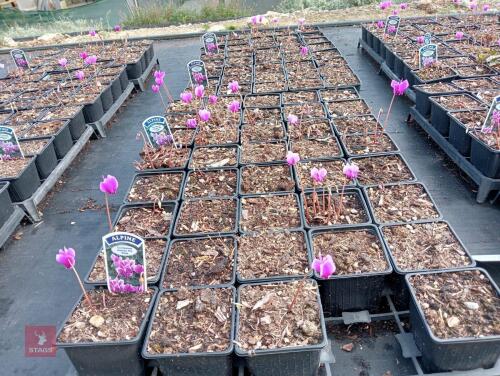 80 CYCLAMEN HEDERIFOLIUM AMAZE ME-PINK