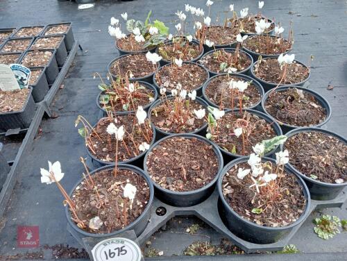 19 CYCLAMEN HED. AMAZE ME-WHITE