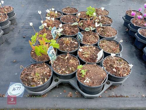 20 CYCLAMEN HED. AMAZE ME-WHITE