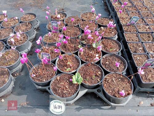 20 CYCLAMEN AMAZE ME-PINK