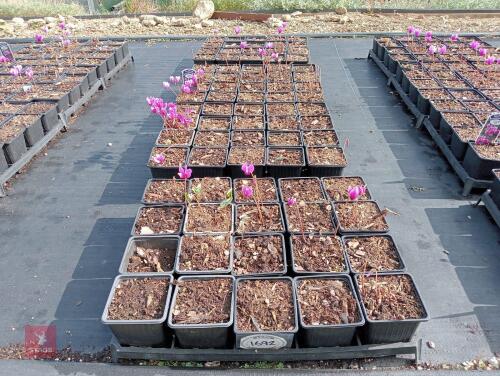 80 CYCLAMEN HEDERIFOLIUM AMAZE ME-PINK