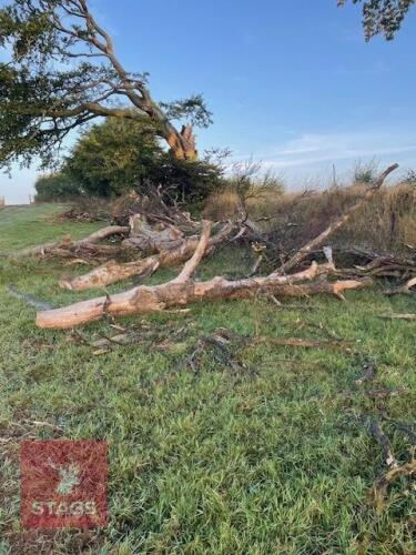 BEECH FIREWOOD