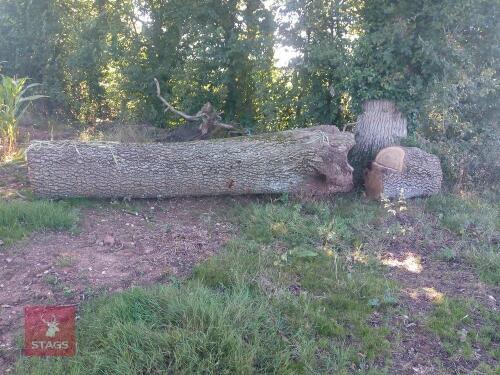 TREE TRUNK