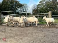 8 EXLANA FLOCK AGED EWES BIDS PER LIFE - 7