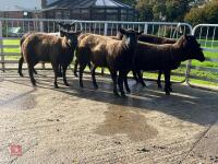 6 BLACK 2T & 4T EWES BIDS PER LIFE - 2