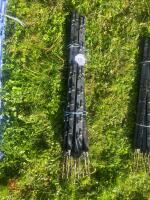 10 BLACK ELECTRIC FENCING STAKES - 4