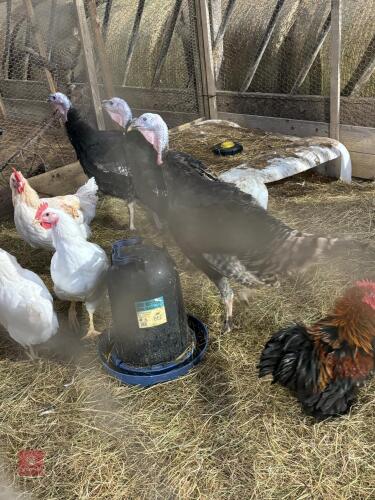3 TURKEY STAG POULTS BIDS PER LIFE