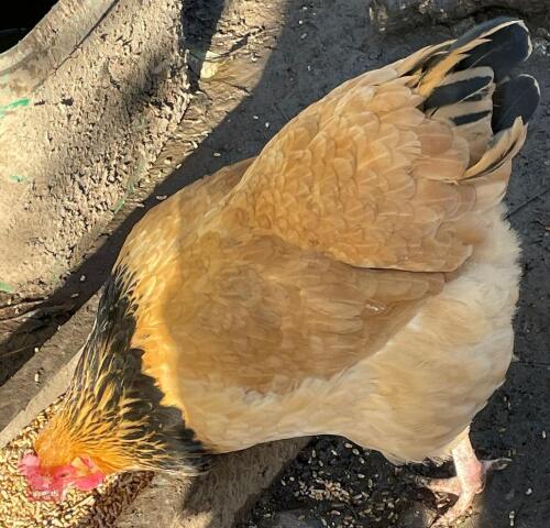 3 BUFF SUSSEX PULLETS BIDS PER LIFE