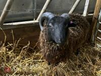 PEDIGREE BLACK SHETLAND RAM LAMB - 3