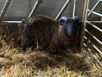 PEDIGREE BLACK SHETLAND RAM LAMB - 4