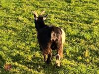 3 PYGMY NANNIE GOATS BIDS PER LIFE - 12