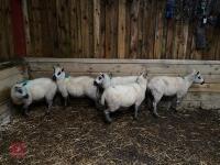 5 KERRY HILL EWES BIDS PER LIFE - 7