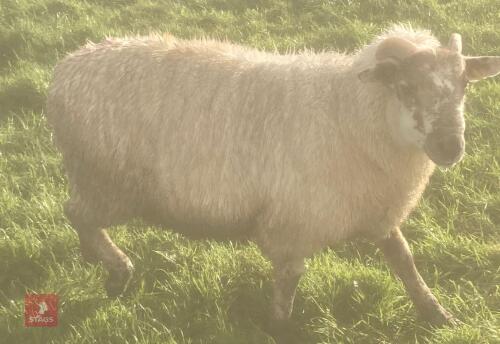 WILTSHIRE HORN RAM
