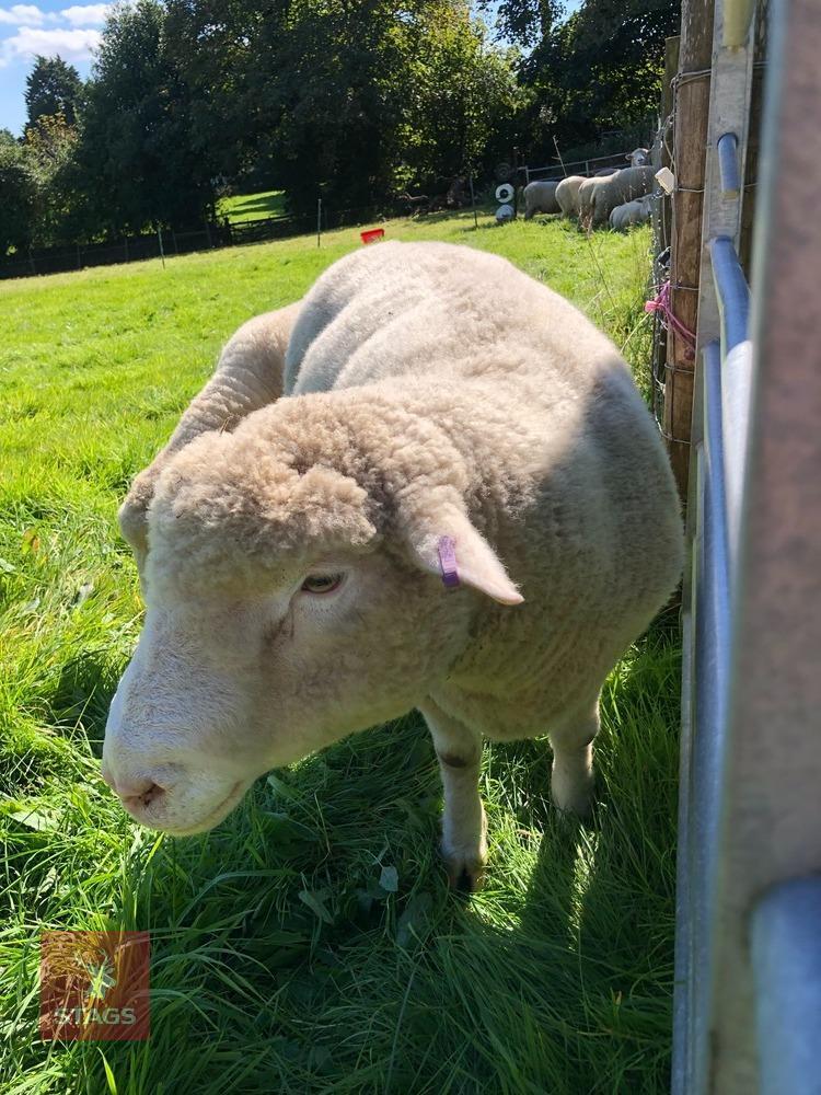 37MO POLL DORSET RAM