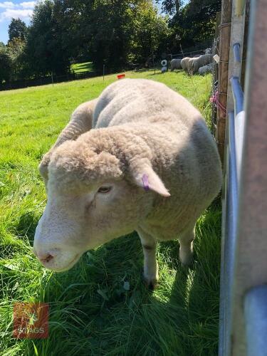 37MO POLL DORSET RAM