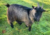 3YO PEDIGREE PYGMY NANNY GOAT - 6