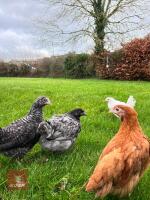5 X 9WK CALDER RANGER HENS BIDS PER LIFE - 2