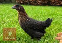 5 X 9WK BLACK ROCK HENS BIDS PER LIFE - 2
