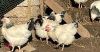 3 LIGHT SUSSEX PULLETS BIDS PER LIFE - 2