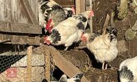 3 LIGHT SUSSEX PULLETS BIDS PER LIFE - 3
