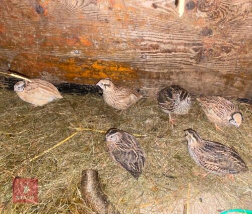 6 X 3MO UNSEXED QUAILS BIDS FOR THE GROUP