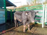 ABERDEEN ANGUS PEDIGREE BREEDING BULL - 2