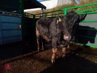 ABERDEEN ANGUS PEDIGREE BREEDING BULL - 4
