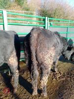 ABERDEEN ANGUS PEDIGREE BREEDING BULL - 5