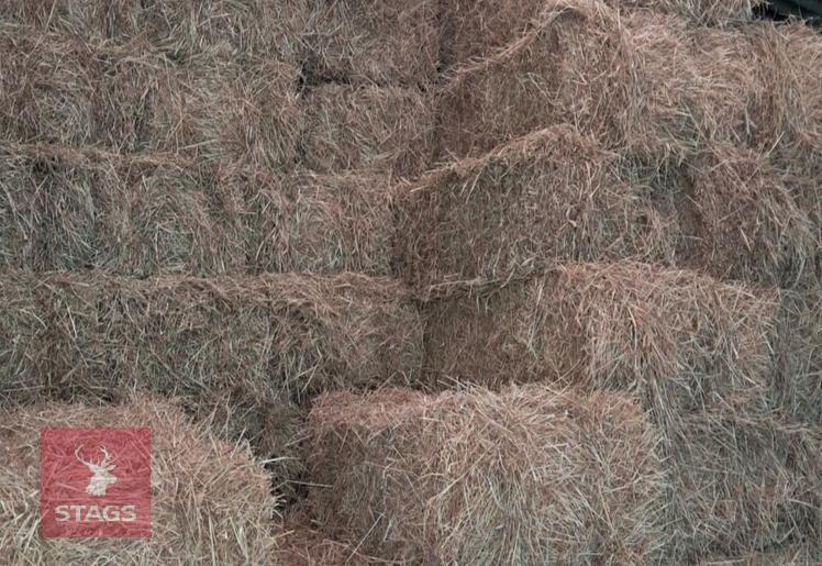 100 CONVENTIONAL OF 2024 HAY BIDS FOR THE GROUP
