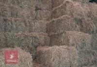 100 CONVENTIONAL OF 2024 HAY BIDS FOR THE GROUP